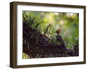 A Blond-Crested Woodpecker, Celeus Flavescens, Sits on a Branch at Sunset in Ibirapuera Park-Alex Saberi-Framed Photographic Print