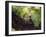 A Blond-Crested Woodpecker, Celeus Flavescens, Sits on a Branch at Sunset in Ibirapuera Park-Alex Saberi-Framed Photographic Print