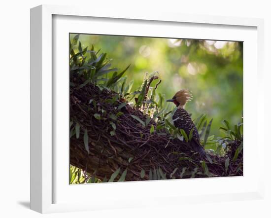 A Blond-Crested Woodpecker, Celeus Flavescens, Sits on a Branch at Sunset in Ibirapuera Park-Alex Saberi-Framed Photographic Print