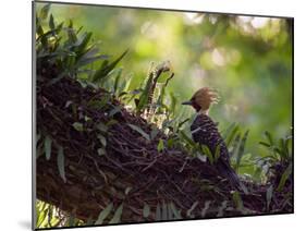 A Blond-Crested Woodpecker, Celeus Flavescens, Sits on a Branch at Sunset in Ibirapuera Park-Alex Saberi-Mounted Photographic Print