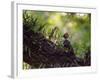 A Blond-Crested Woodpecker, Celeus Flavescens, Sits on a Branch at Sunset in Ibirapuera Park-Alex Saberi-Framed Photographic Print