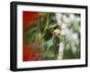 A Blond-Crested Woodpecker Feeds from a Tree in Ubatuba, Brazil-Alex Saberi-Framed Premium Photographic Print