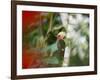 A Blond-Crested Woodpecker Feeds from a Tree in Ubatuba, Brazil-Alex Saberi-Framed Photographic Print