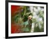 A Blond-Crested Woodpecker Feeds from a Tree in Ubatuba, Brazil-Alex Saberi-Framed Photographic Print