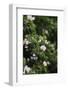 A blossoming dog rose in June in the summer sun,-Nadja Jacke-Framed Photographic Print