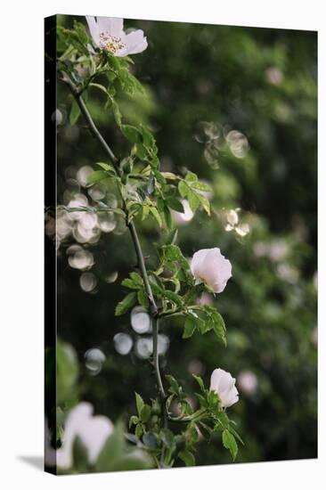 A blossoming dog rose in June in the summer sun,-Nadja Jacke-Stretched Canvas