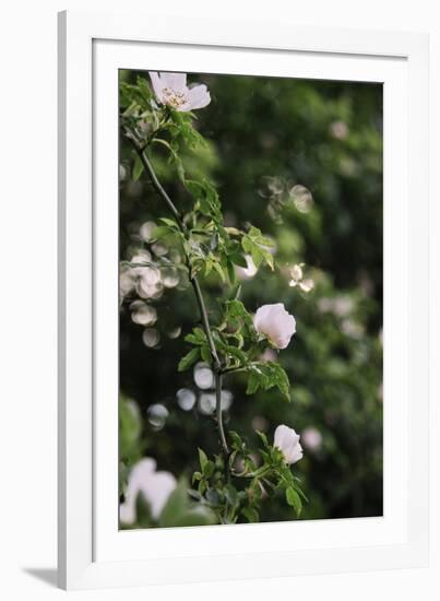 A blossoming dog rose in June in the summer sun,-Nadja Jacke-Framed Photographic Print