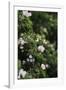A blossoming dog rose in June in the summer sun,-Nadja Jacke-Framed Photographic Print