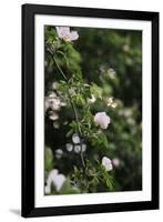 A blossoming dog rose in June in the summer sun,-Nadja Jacke-Framed Photographic Print