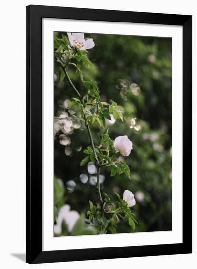 A blossoming dog rose in June in the summer sun,-Nadja Jacke-Framed Photographic Print