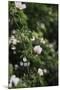 A blossoming dog rose in June in the summer sun,-Nadja Jacke-Mounted Photographic Print