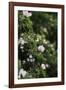 A blossoming dog rose in June in the summer sun,-Nadja Jacke-Framed Photographic Print