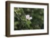 A blossoming dog rose in June in the summer sun,-Nadja Jacke-Framed Photographic Print