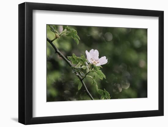 A blossoming dog rose in June in the summer sun,-Nadja Jacke-Framed Photographic Print