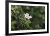 A blossoming dog rose in June in the summer sun,-Nadja Jacke-Framed Photographic Print