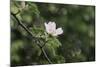 A blossoming dog rose in June in the summer sun,-Nadja Jacke-Mounted Photographic Print