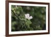 A blossoming dog rose in June in the summer sun,-Nadja Jacke-Framed Photographic Print