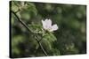 A blossoming dog rose in June in the summer sun,-Nadja Jacke-Stretched Canvas