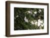 A blossoming dog rose in June in the summer sun,-Nadja Jacke-Framed Photographic Print