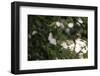 A blossoming dog rose in June in the summer sun,-Nadja Jacke-Framed Photographic Print