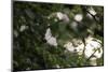 A blossoming dog rose in June in the summer sun,-Nadja Jacke-Mounted Photographic Print