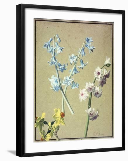 A Blue and a Lavender Hyacinth, and a Yellow Narcissus, C.1805-Jean-Louis Prevost-Framed Premium Giclee Print