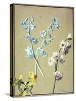 A Blue and a Lavender Hyacinth, and a Yellow Narcissus, C.1805-Jean-Louis Prevost-Stretched Canvas