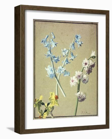 A Blue and a Lavender Hyacinth, and a Yellow Narcissus, C.1805-Jean-Louis Prevost-Framed Giclee Print