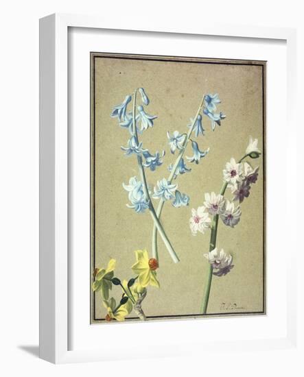 A Blue and a Lavender Hyacinth, and a Yellow Narcissus, C.1805-Jean-Louis Prevost-Framed Giclee Print