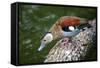 A Blue Billed Duck in Kowloon Park, Hong Kong, Captive-Richard Wright-Framed Stretched Canvas