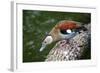 A Blue Billed Duck in Kowloon Park, Hong Kong, Captive-Richard Wright-Framed Photographic Print