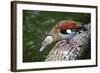 A Blue Billed Duck in Kowloon Park, Hong Kong, Captive-Richard Wright-Framed Photographic Print