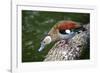 A Blue Billed Duck in Kowloon Park, Hong Kong, Captive-Richard Wright-Framed Photographic Print