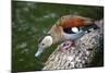 A Blue Billed Duck in Kowloon Park, Hong Kong, Captive-Richard Wright-Mounted Photographic Print