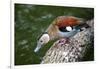 A Blue Billed Duck in Kowloon Park, Hong Kong, Captive-Richard Wright-Framed Photographic Print