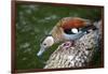 A Blue Billed Duck in Kowloon Park, Hong Kong, Captive-Richard Wright-Framed Photographic Print