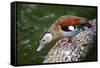 A Blue Billed Duck in Kowloon Park, Hong Kong, Captive-Richard Wright-Framed Stretched Canvas