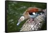 A Blue Billed Duck in Kowloon Park, Hong Kong, Captive-Richard Wright-Framed Stretched Canvas