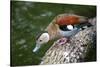 A Blue Billed Duck in Kowloon Park, Hong Kong, Captive-Richard Wright-Stretched Canvas