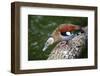 A Blue Billed Duck in Kowloon Park, Hong Kong, Captive-Richard Wright-Framed Photographic Print