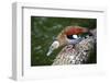 A Blue Billed Duck in Kowloon Park, Hong Kong, Captive-Richard Wright-Framed Photographic Print