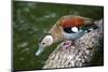 A Blue Billed Duck in Kowloon Park, Hong Kong, Captive-Richard Wright-Mounted Photographic Print