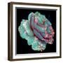 A Blue Blooming Garden Rose with Floral Ornaments from Spring Trees-Alaya Gadeh-Framed Photographic Print