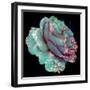 A Blue Blooming Garden Rose with Floral Ornaments from Spring Trees-Alaya Gadeh-Framed Photographic Print