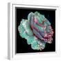 A Blue Blooming Garden Rose with Floral Ornaments from Spring Trees-Alaya Gadeh-Framed Photographic Print