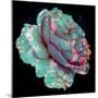 A Blue Blooming Garden Rose with Floral Ornaments from Spring Trees-Alaya Gadeh-Mounted Photographic Print