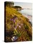 A Blue Flag Iris on the Coast of Maine's Great Wass Island Near Jonesport, Maine, Usa-Jerry & Marcy Monkman-Stretched Canvas