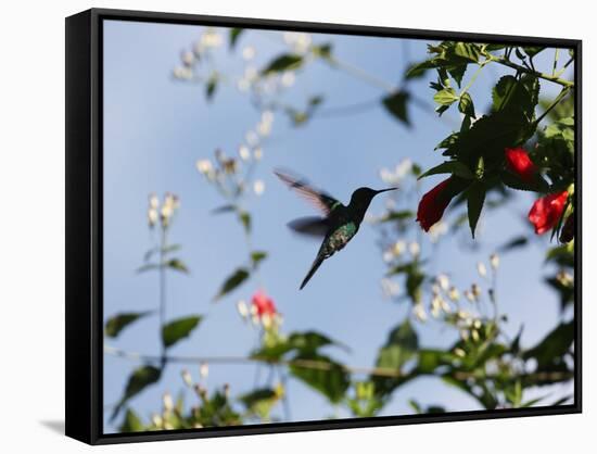 A Blue-Green Hummingbird Feeds from a Flower in Ubatuba, Brazil-Alex Saberi-Framed Stretched Canvas