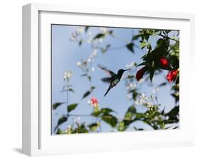 A Blue-Green Hummingbird Feeds from a Flower in Ubatuba, Brazil-Alex Saberi-Framed Photographic Print