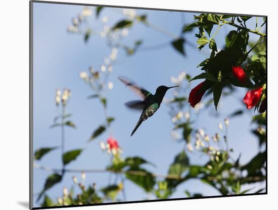 A Blue-Green Hummingbird Feeds from a Flower in Ubatuba, Brazil-Alex Saberi-Mounted Photographic Print